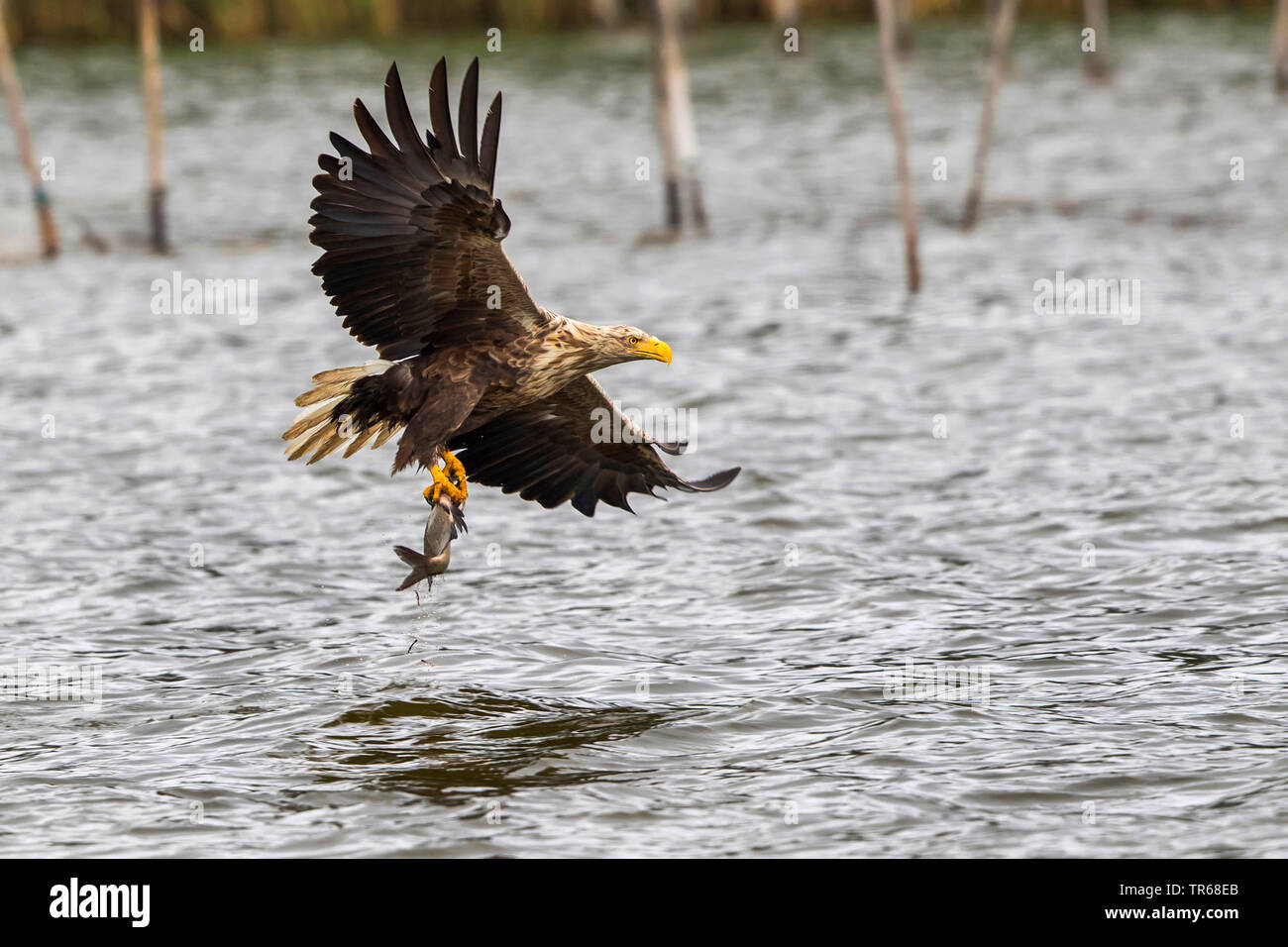Pygargue à queue blanche (Haliaeetus albicilla), vol avec la dorade pêchés au-dessus d'un lac, l'Allemagne, de Mecklembourg-Poméranie occidentale, Malchiner Voir Banque D'Images