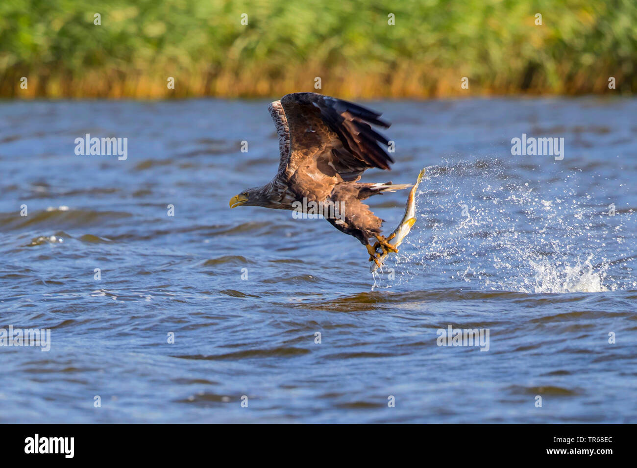 Pygargue à queue blanche (Haliaeetus albicilla), la capture d'un brochet, d'Allemagne, de Mecklembourg-Poméranie occidentale, Malchiner Voir Banque D'Images