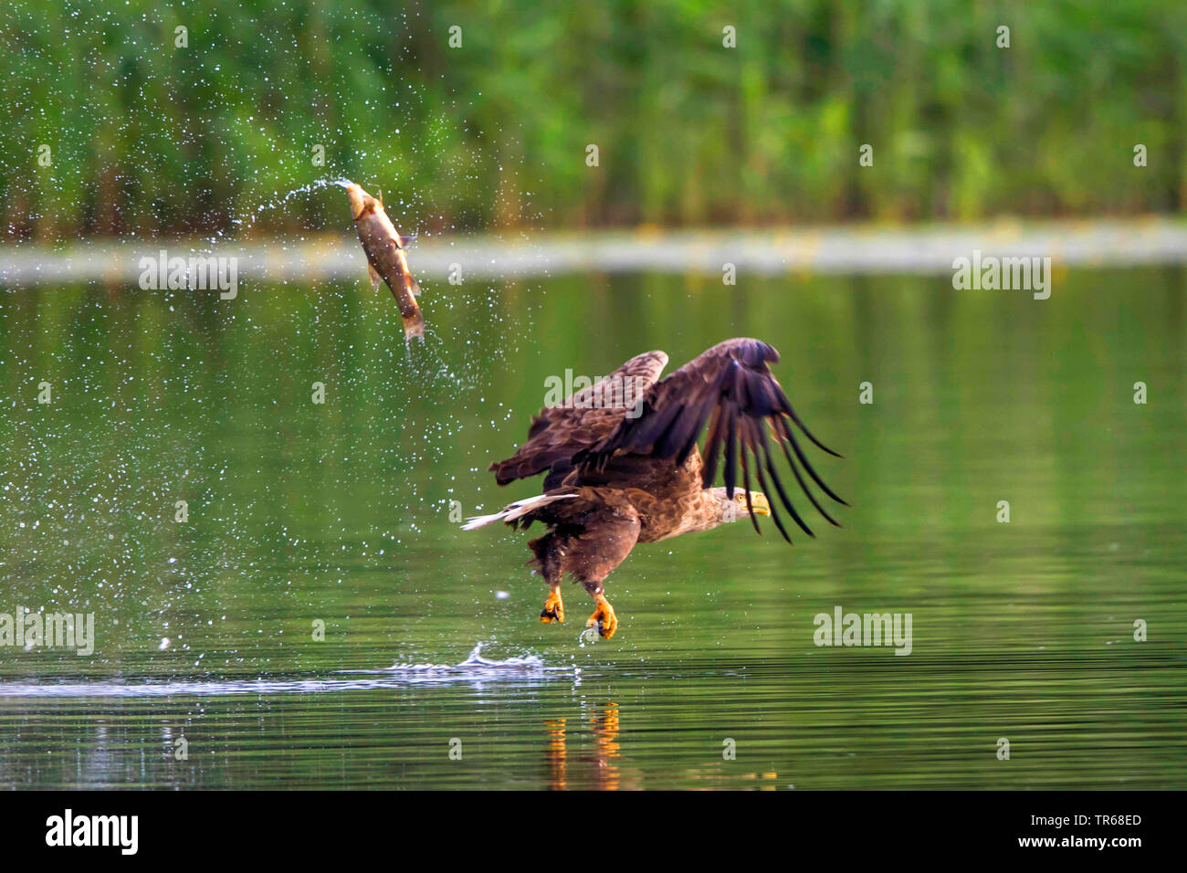 Pygargue à queue blanche (Haliaeetus albicilla), poisson perdu, l'Allemagne, de Mecklembourg-Poméranie occidentale, Malchiner Voir Banque D'Images