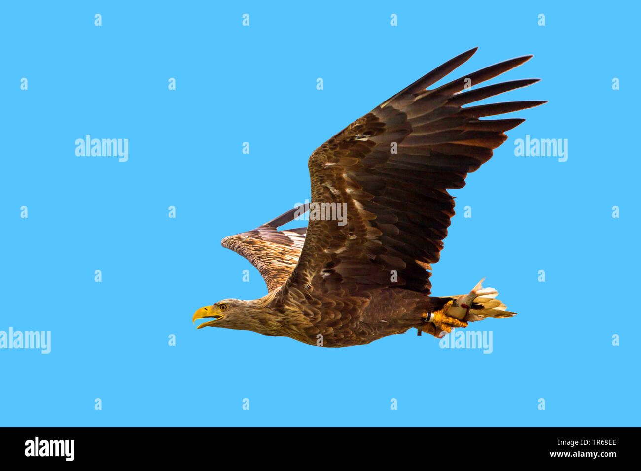 Pygargue à queue blanche (Haliaeetus albicilla), le phoque annelé d'oiseaux adultes avec les proies en vol, l'Allemagne, Mecklembourg-Poméranie-Occidentale Banque D'Images