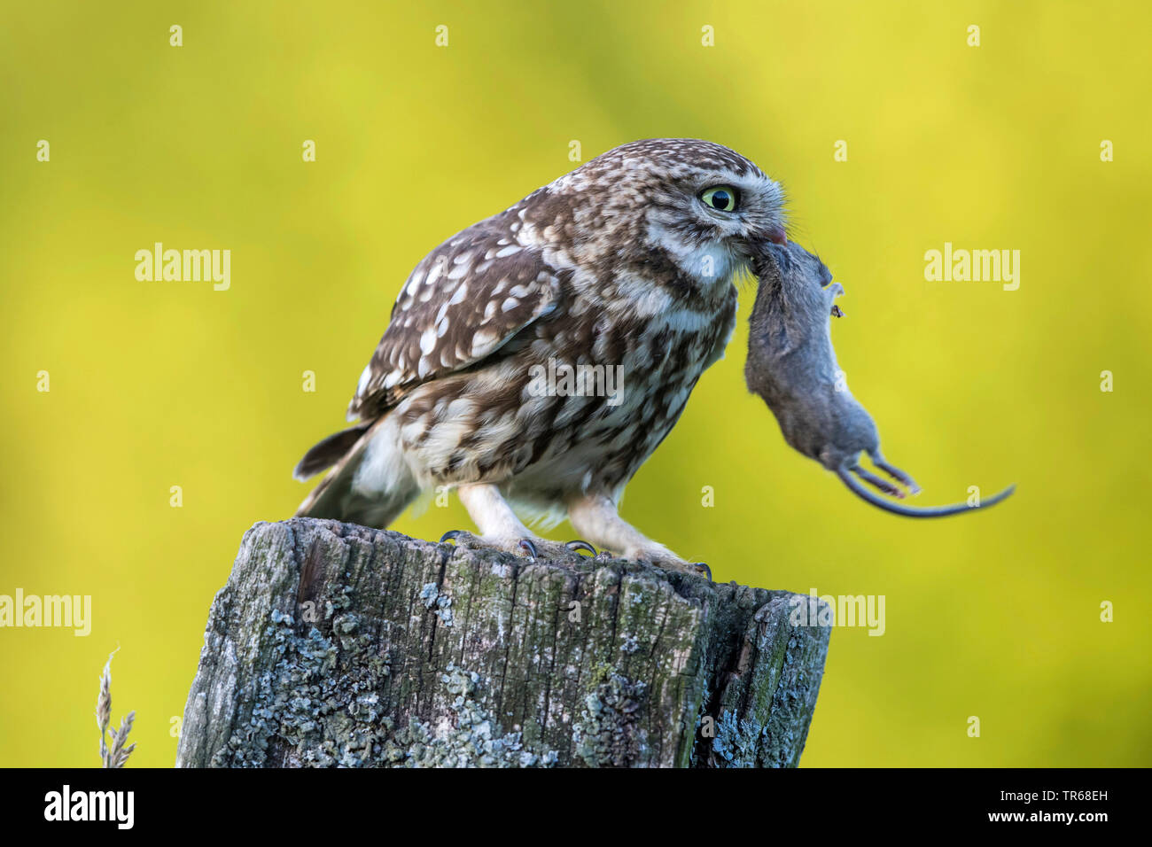 Chouette chevêche (Athene noctua), avec la souris capturées sur un poste en bois, de l'Allemagne, Schleswig-Holstein Banque D'Images