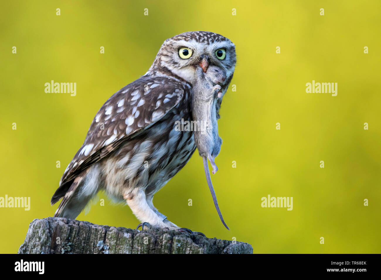 Chouette chevêche (Athene noctua), avec la souris capturées sur un poste en bois, de l'Allemagne, Schleswig-Holstein Banque D'Images