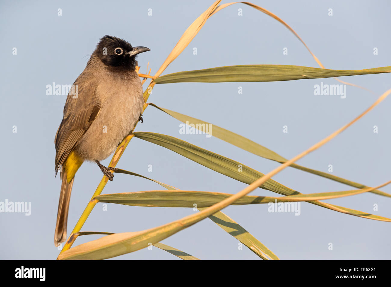 Évent jaune bulbul (Pycnonotus xanthopygos), assis à une des tiges séchées, Israël Banque D'Images