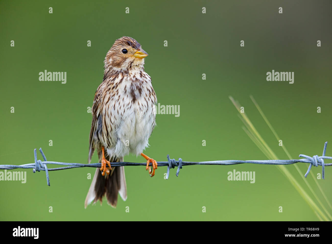 Bruant proyer (Emberiza calandra, Miliaria calandra), assis sur une barrière de barbelés, Grèce, Lesbos Banque D'Images