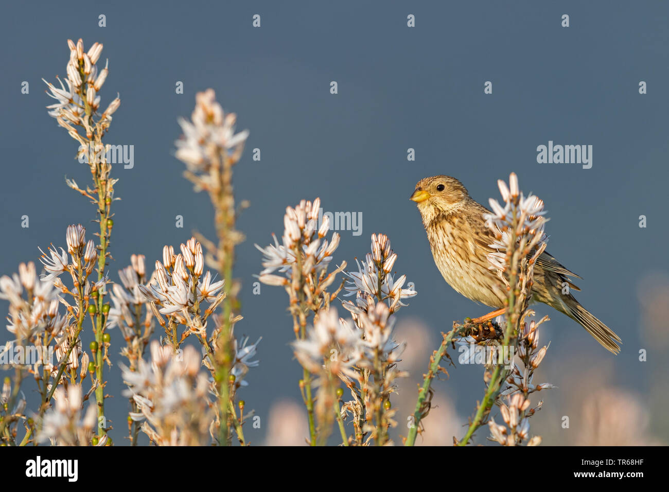 Bruant proyer (Emberiza calandra, Miliaria calandra), assis sur asphodel, vue de côté, la Grèce, Lesbos Banque D'Images