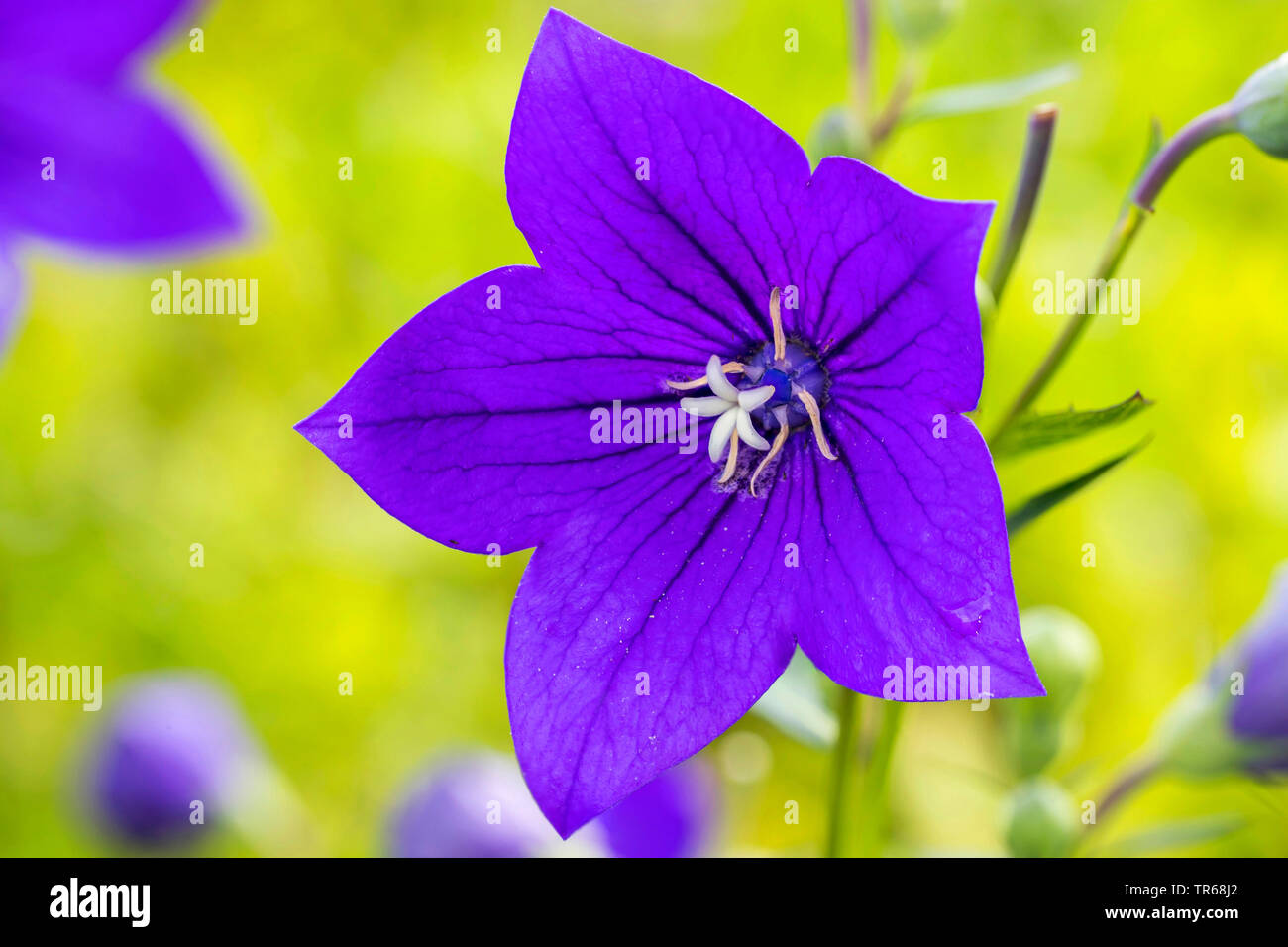 Masterwort (Platycodon grandiflorum), fleur, Allemagne, M-V Banque D'Images