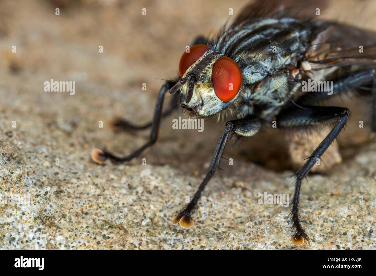 Feshfly, Chair-fly, marbré gris-mouche à viande (Sarcophaga carnaria), imago avec red yeux composés, portrait, Allemagne, Mecklembourg-Poméranie-Occidentale Banque D'Images