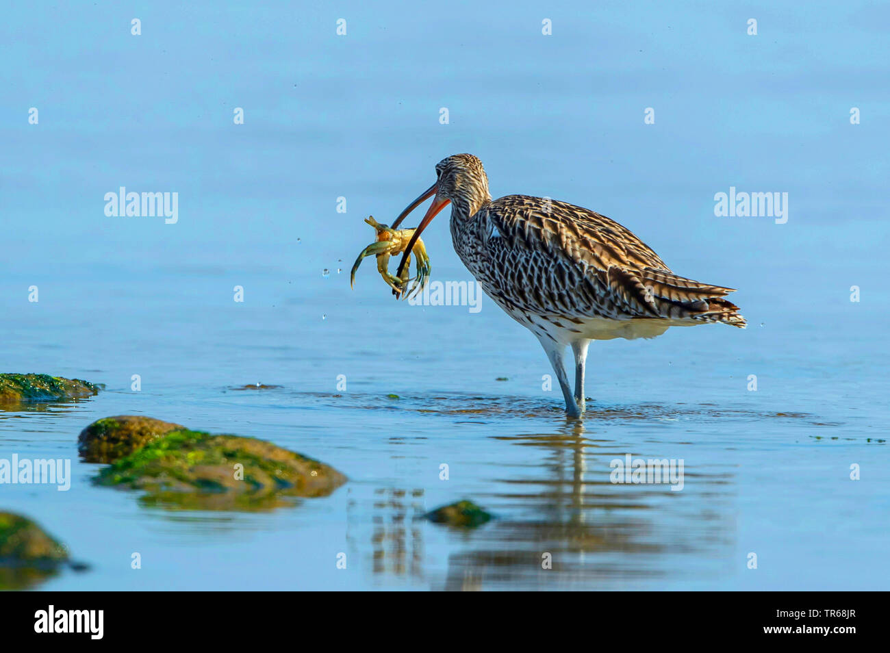 Western Curlew (Numenius arquata), debout dans l'eau peu profonde avec la proie du crabe plage commune dans le projet de loi, l'Allemagne, Mecklembourg-Poméranie-Occidentale Banque D'Images