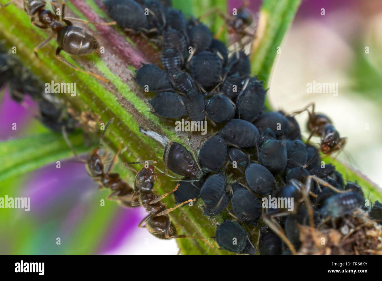 Puceron noir de la fève, les simulies, wayame noir (Aphis fabae), le haricot noir étant détenu par les pucerons, fourmis jardin Mecklembourg-Poméranie-Occidentale, Allemagne Banque D'Images