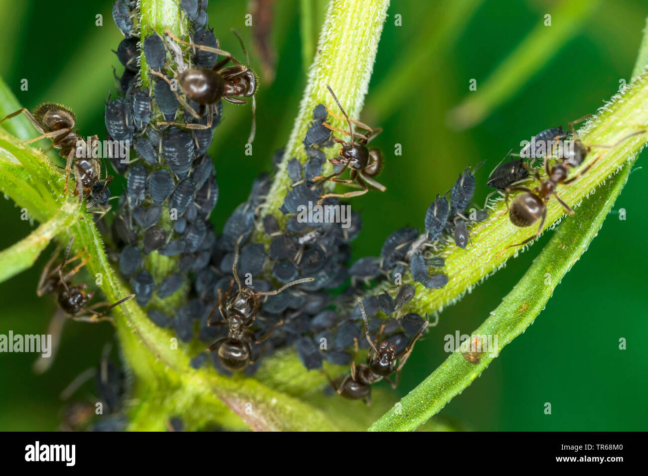 Puceron noir de la fève, les simulies, wayame noir (Aphis fabae), le haricot noir étant détenu par les pucerons, fourmis jardin Mecklembourg-Poméranie-Occidentale, Allemagne Banque D'Images