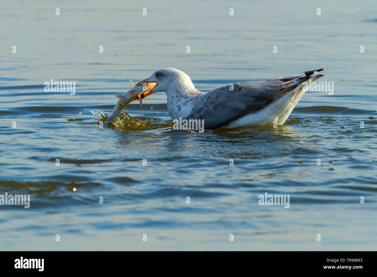 Goéland argenté (Larus argentatus), avec la proie des poissons dans le projet de loi, l'Allemagne, de Mecklembourg-Poméranie occidentale, Malchiner Voir Banque D'Images
