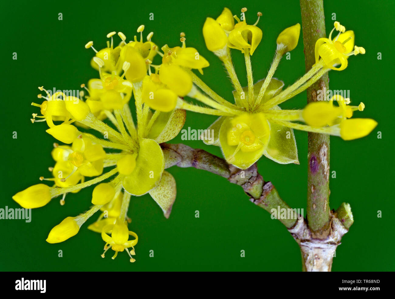 Bois de cerisier en cornaline (Cornus mas), des fleurs, de l'Allemagne, la Bavière Banque D'Images