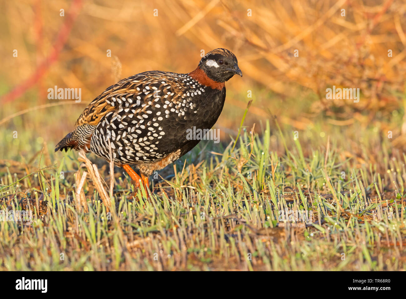 (Francolinus francolinus perdrix noire), sur le terrain, Israël Banque D'Images (Francolinus francolinus perdrix noire), sur le terrain, Israël Banque D'Images