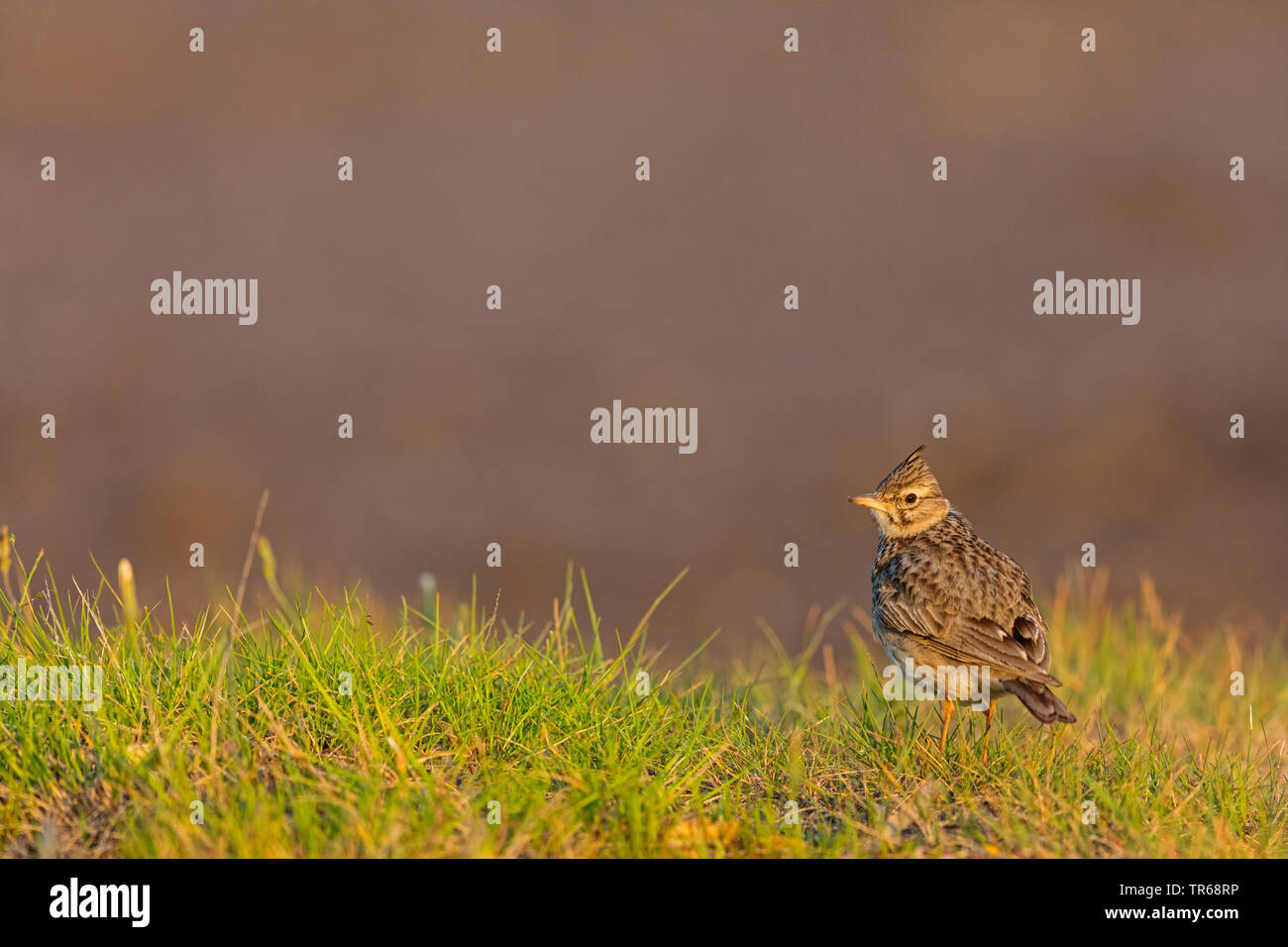 (Galerida cristata crested lark), dans l'herbe, la Grèce, Lesbos Banque D'Images