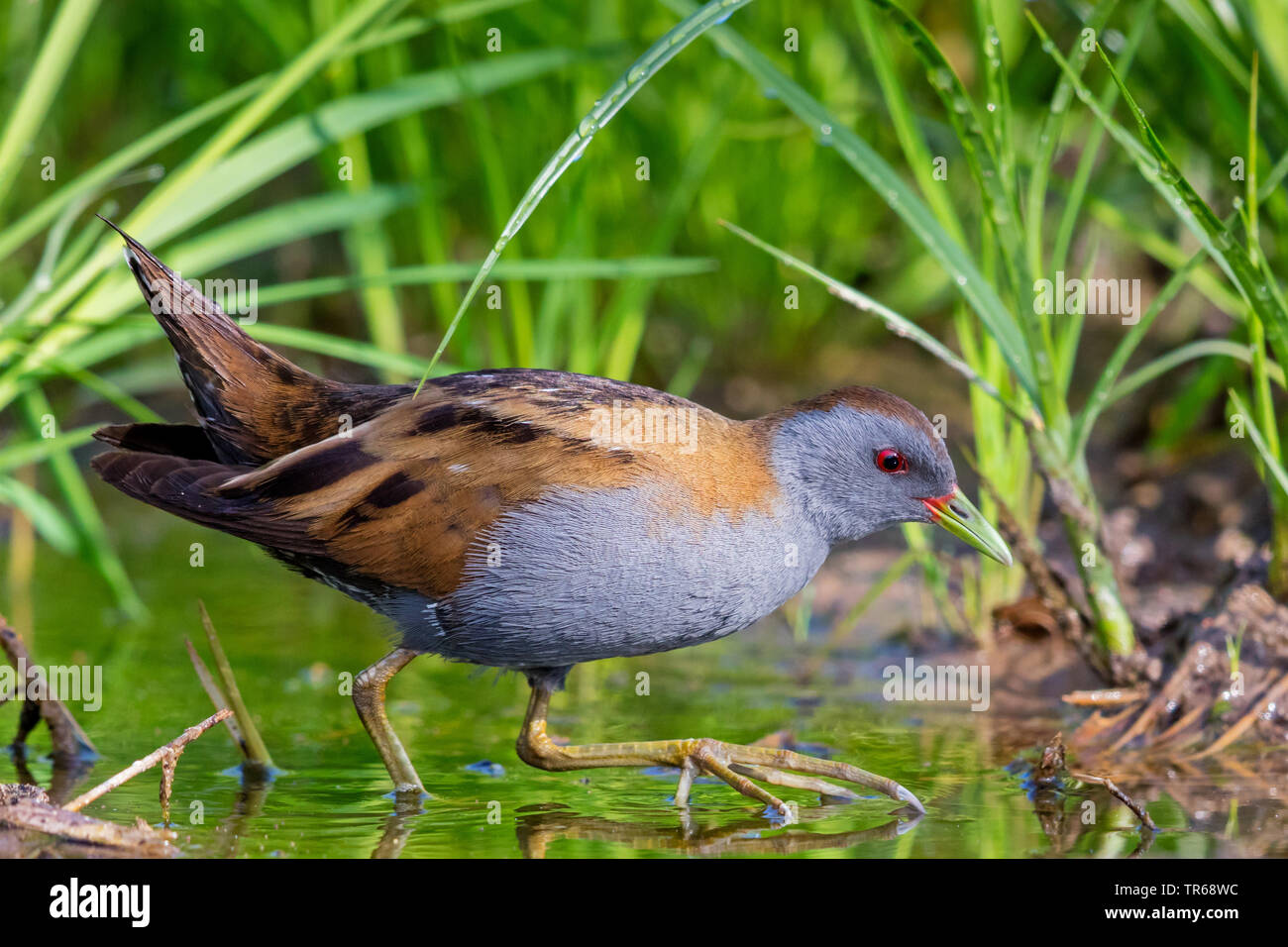 Little crake (Porzana parva), au bord de l'eau, de la Grèce, Lesbos Banque D'Images