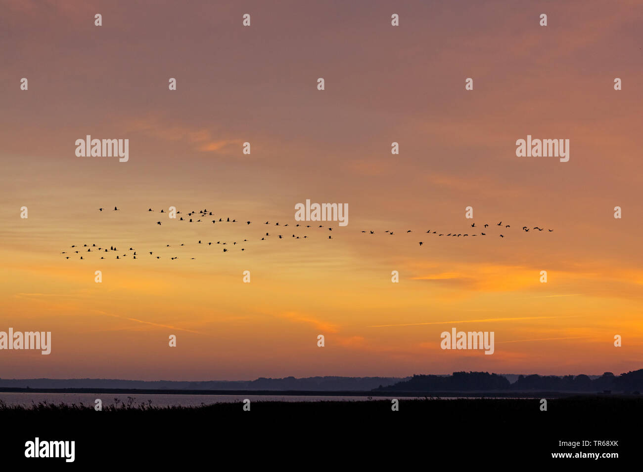 Grue cendrée grue eurasienne, (Grus grus), flying flock dans le ciel rouge, l'Allemagne, Mecklembourg-Poméranie-Occidentale, Poméranie occidentale Lagoon Salon National Park Banque D'Images