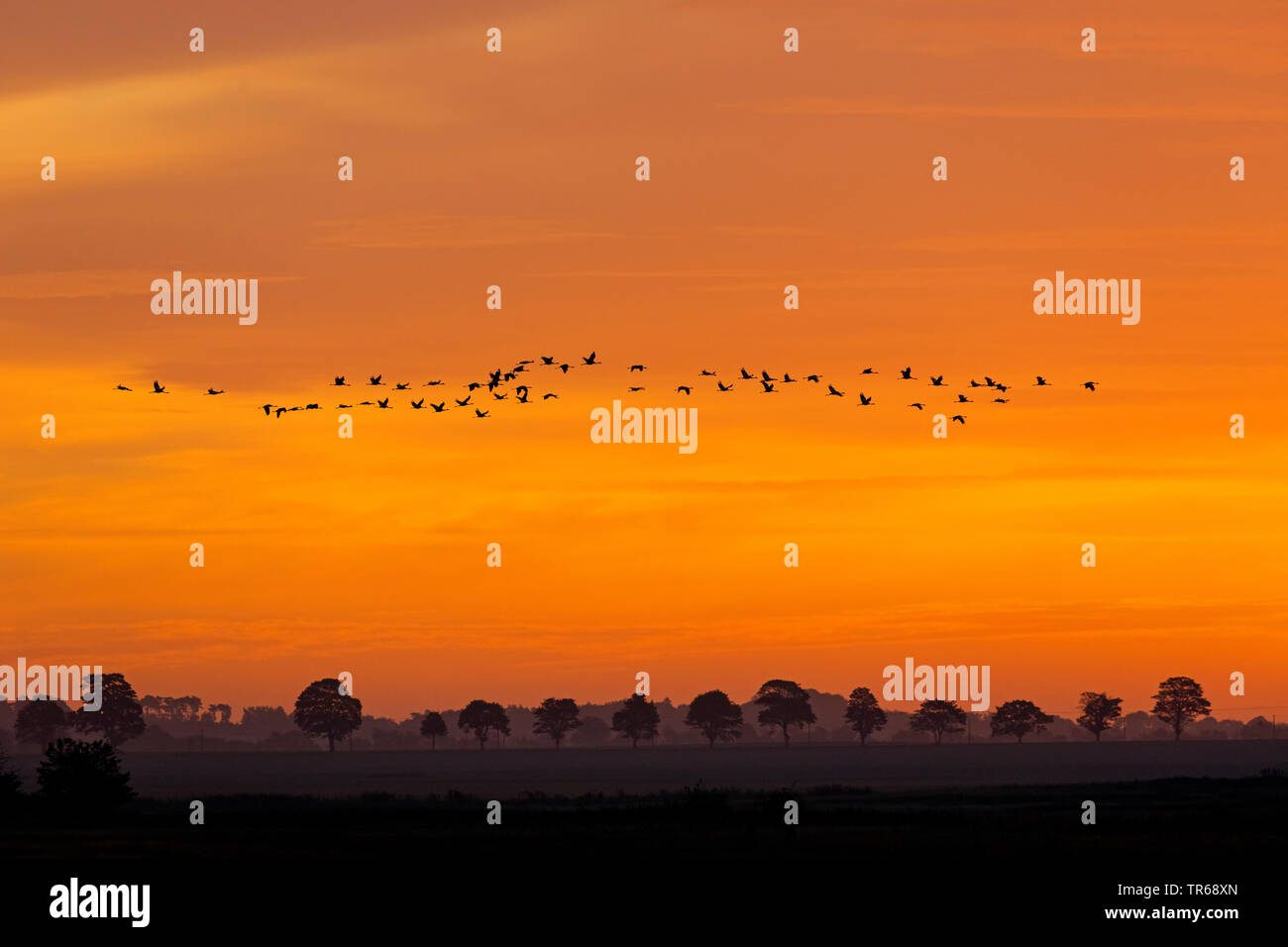 Grue cendrée grue eurasienne, (Grus grus), flying flock dans le ciel rouge, l'Allemagne, Mecklembourg-Poméranie-Occidentale, Poméranie occidentale Lagoon Salon National Park Banque D'Images