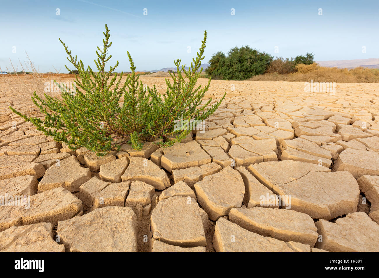 La sécheresse du sol d'un ancien acre, Israël Banque D'Images