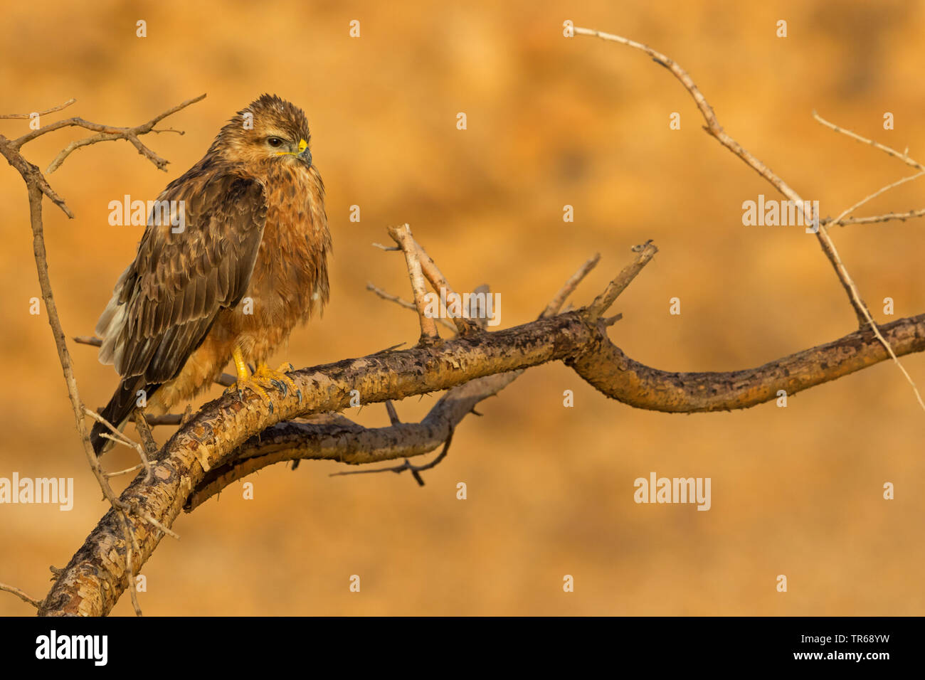 Steppe buzzard (Buteo buteo vulpinus), sur une branche, Israël Banque D'Images