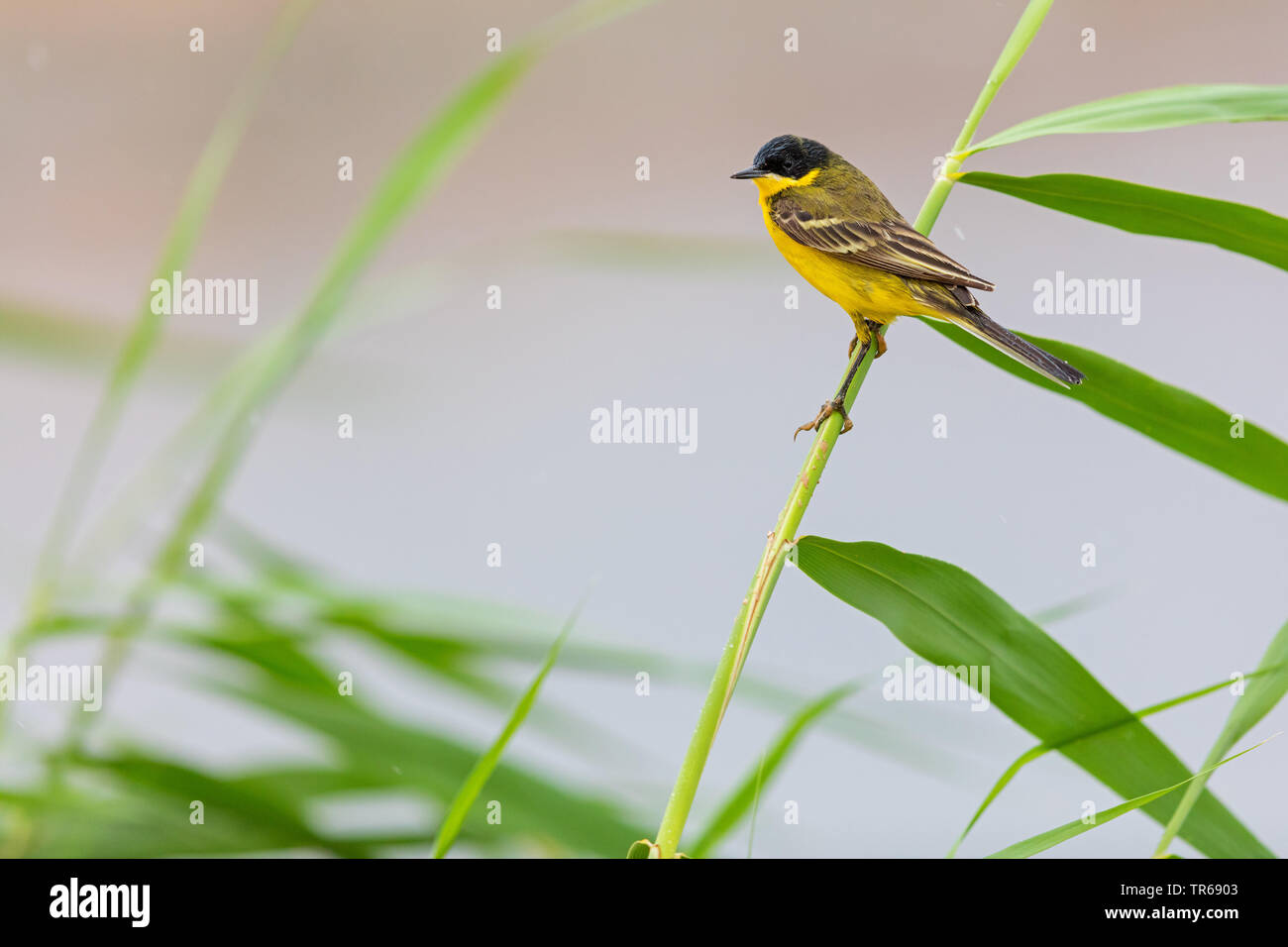 Bergeronnette printanière-noir (Motacilla flava feldegg, Motacilla feldegg), dans le roseau, Israël, Lesbos Banque D'Images