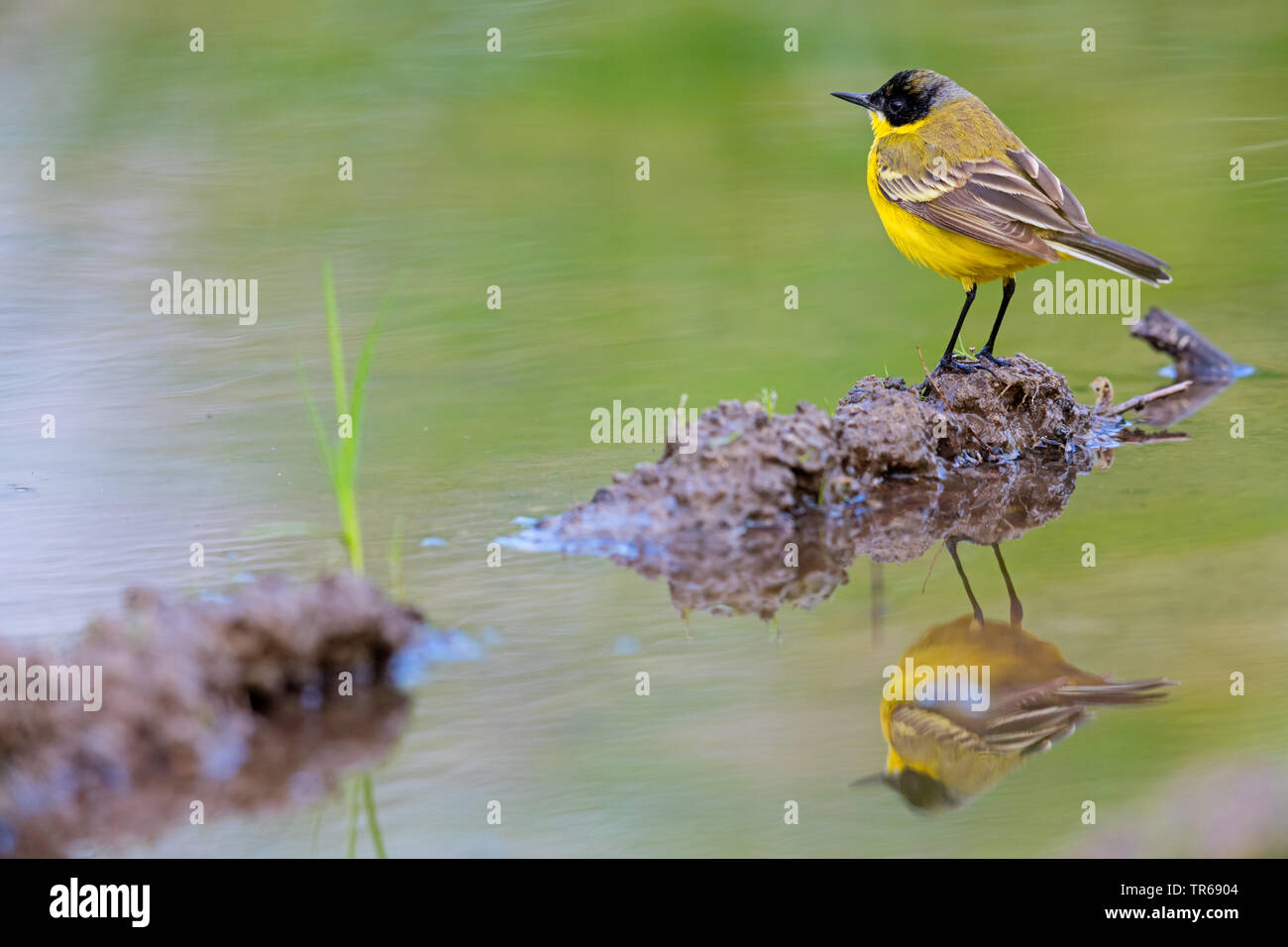 Bergeronnette printanière-noir (Motacilla flava feldegg, Motacilla feldegg), au bord de l'eau, de la Grèce, Lesbos Banque D'Images
