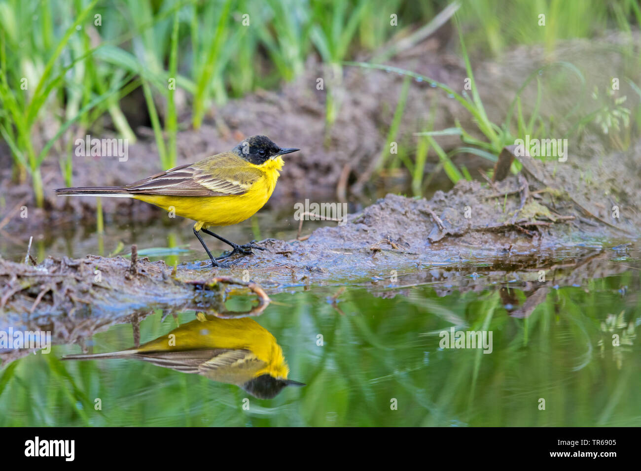 Bergeronnette printanière-noir (Motacilla flava feldegg, Motacilla feldegg), au bord de l'eau, de la Grèce, Lesbos Banque D'Images
