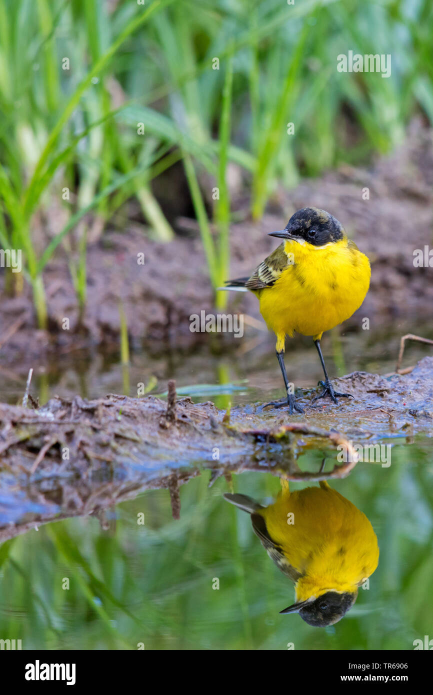Bergeronnette printanière-noir (Motacilla flava feldegg, Motacilla feldegg), au bord de l'eau, de la Grèce, Lesbos Banque D'Images