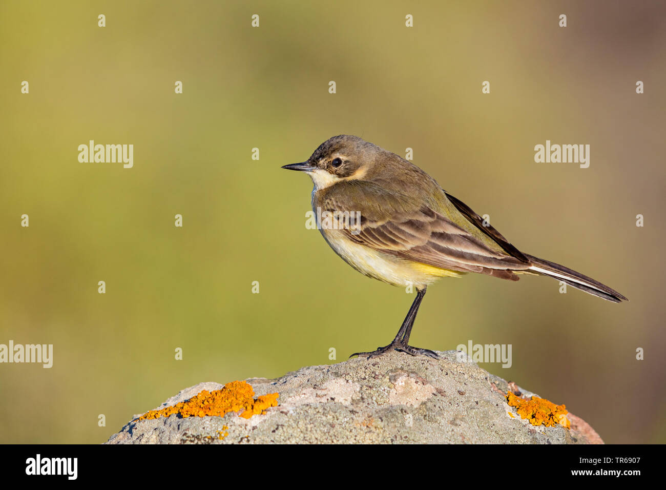 Bergeronnette printanière-noir (Motacilla flava feldegg, Motacilla feldegg), sur un rocher, la Grèce, Lesbos Banque D'Images