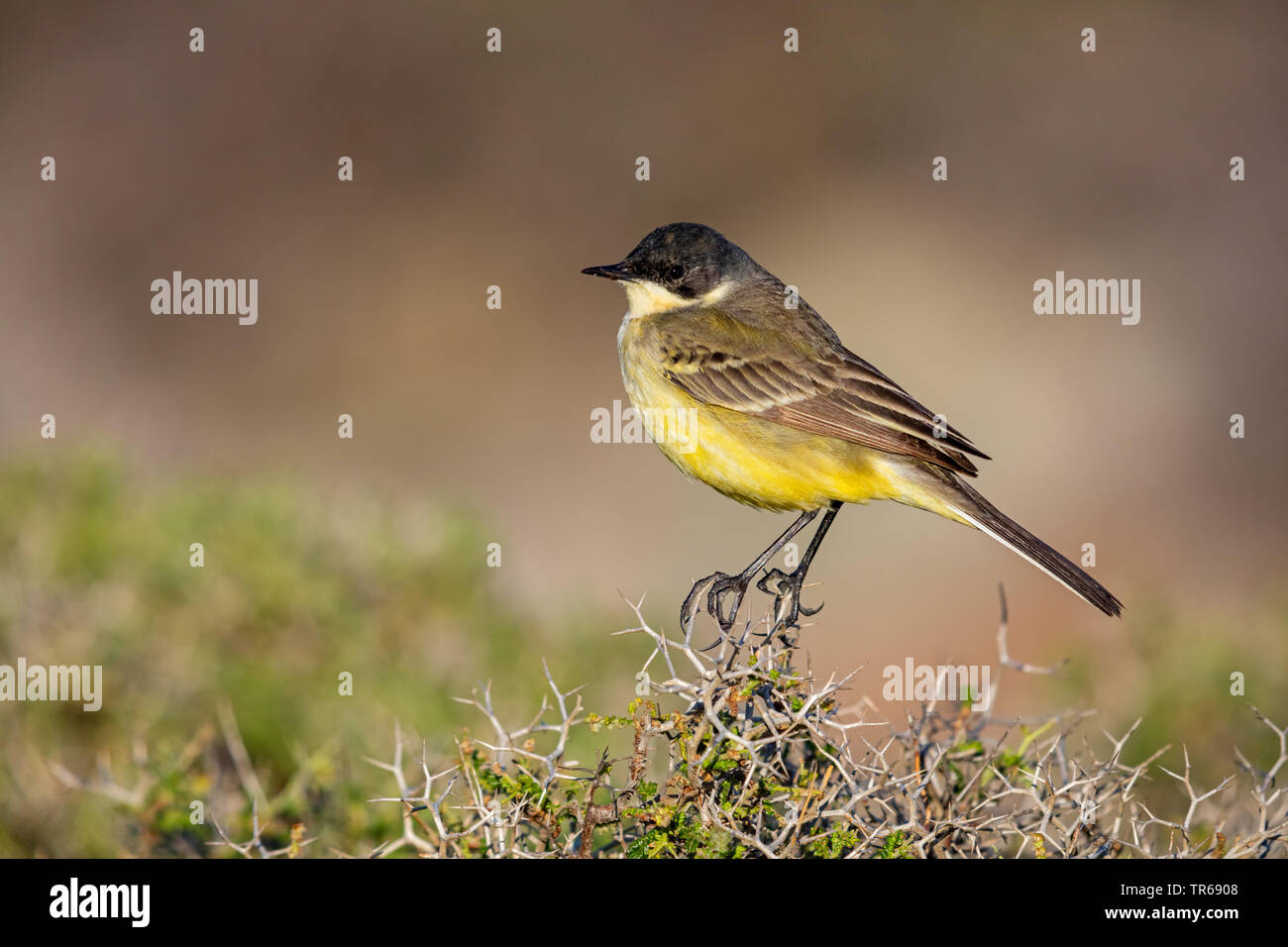 Bergeronnette printanière-noir (Motacilla flava feldegg, Motacilla feldegg), sur un buisson, Grèce, Lesbos Banque D'Images