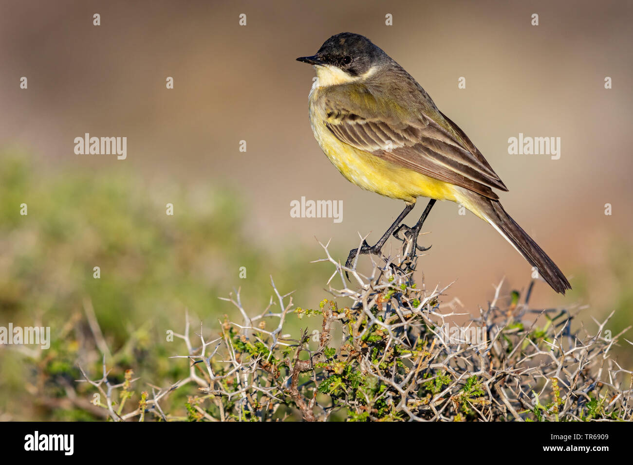 Bergeronnette printanière-noir (Motacilla flava feldegg, Motacilla feldegg), sur un buisson, Grèce, Lesbos Banque D'Images