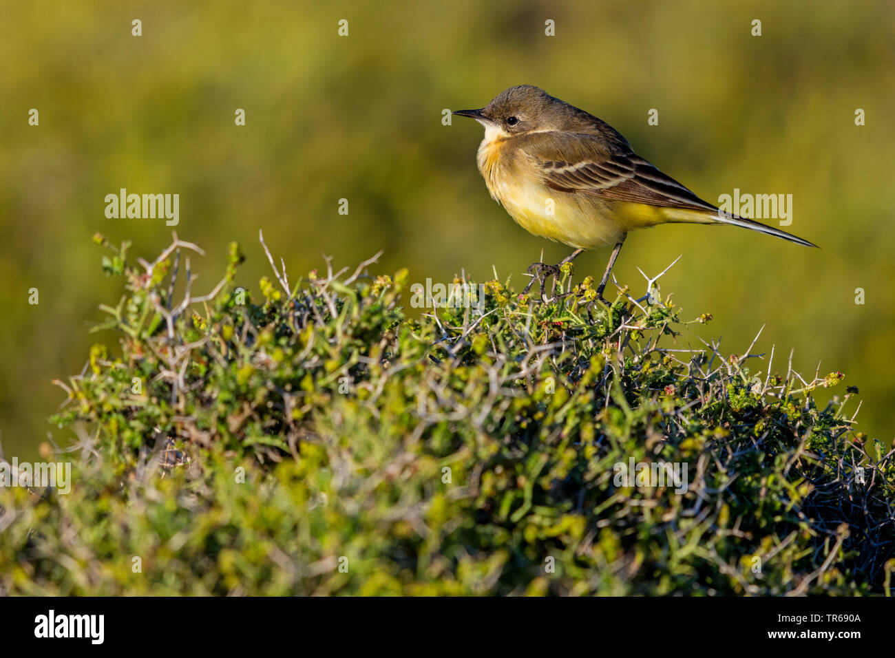 Bergeronnette printanière-noir (Motacilla flava feldegg, Motacilla feldegg), sur un buisson, Grèce, Lesbos Banque D'Images