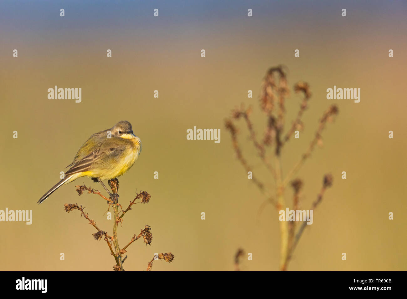 Bergeronnette printanière-noir (Motacilla flava feldegg, Motacilla feldegg), sur une usine, Grèce, Lesbos Banque D'Images