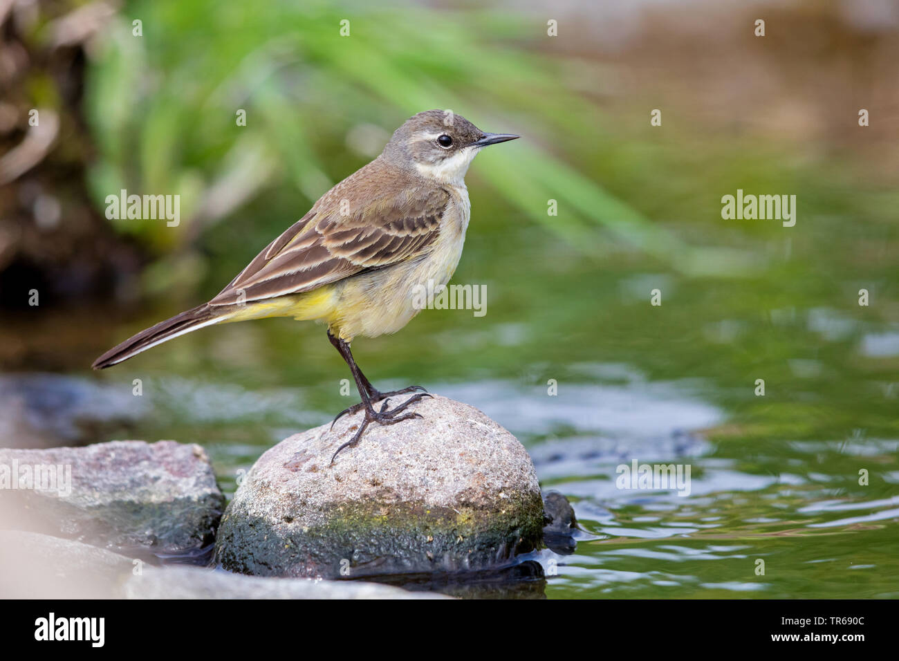 Bergeronnette printanière-noir (Motacilla flava feldegg, Motacilla feldegg), au bord de l'eau, de la Grèce, Lesbos Banque D'Images