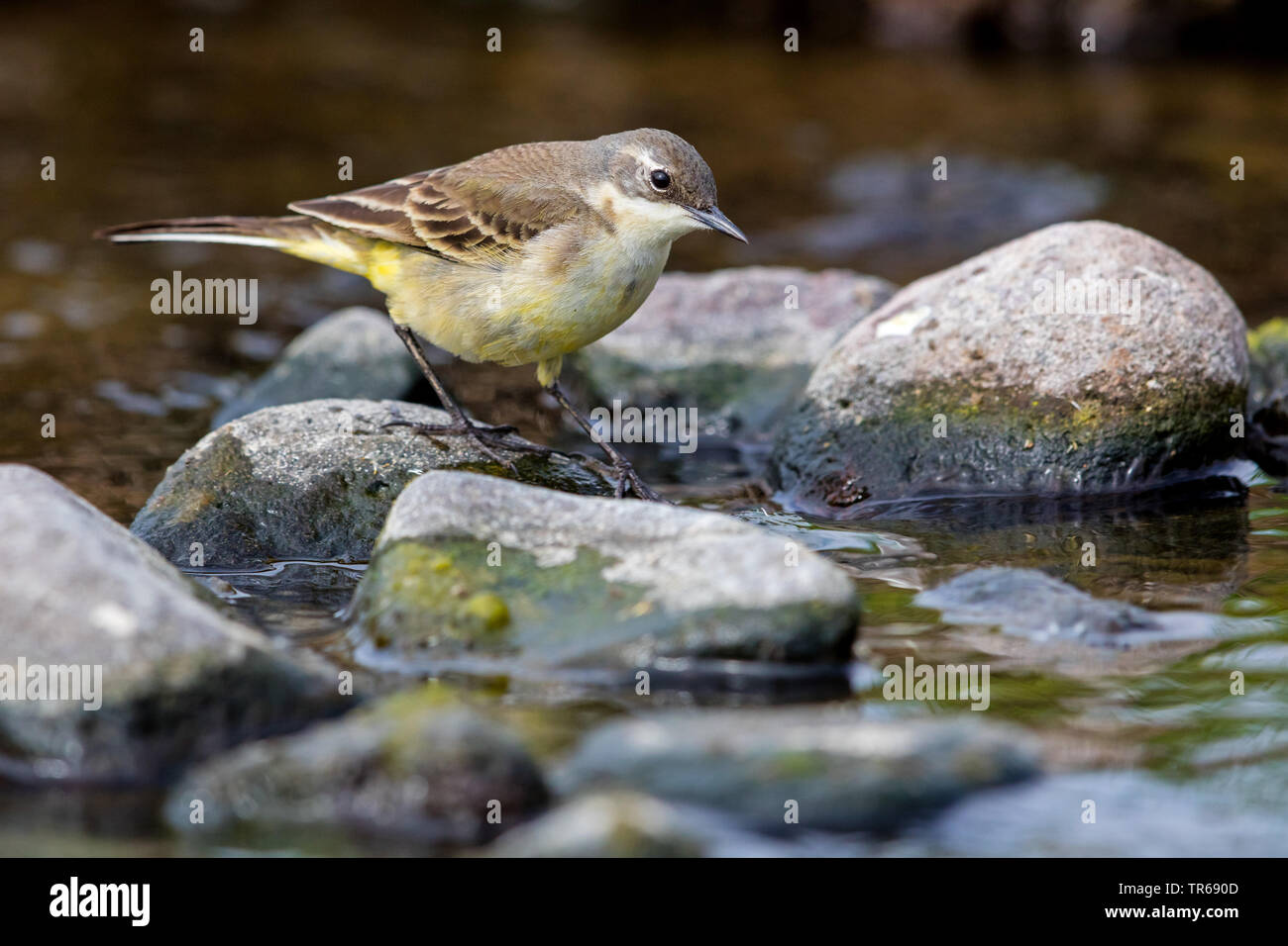 Bergeronnette printanière-noir (Motacilla flava feldegg, Motacilla feldegg), au bord de l'eau, de la Grèce, Lesbos Banque D'Images