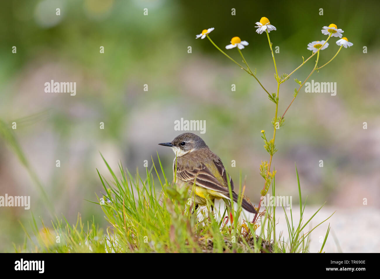 Bergeronnette printanière-noir (Motacilla flava feldegg, Motacilla feldegg), sur le terrain, la Grèce, Lesbos Banque D'Images