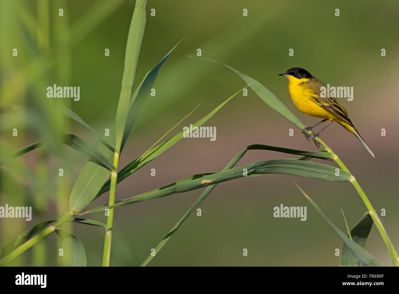 Bergeronnette printanière-noir (Motacilla flava feldegg, Motacilla feldegg), dans le roseau, Israël Banque D'Images