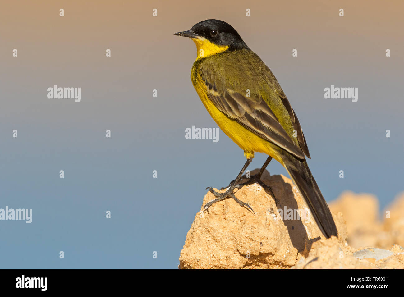 Bergeronnette printanière-noir (Motacilla flava feldegg, Motacilla feldegg), sur un rocher, Israël Banque D'Images