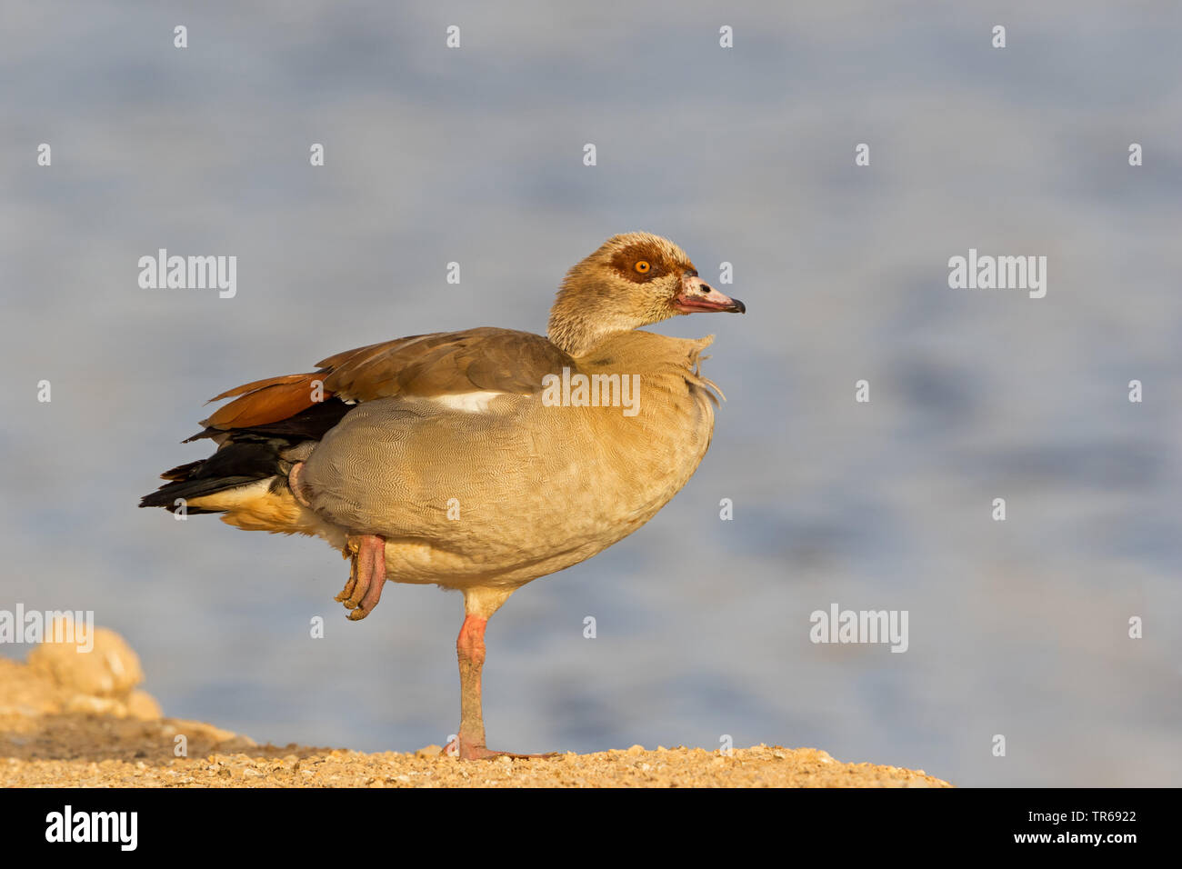 Egyptian goose (Alopochen aegyptiacus), debout sur une jambe, vue de côté, Israël Banque D'Images