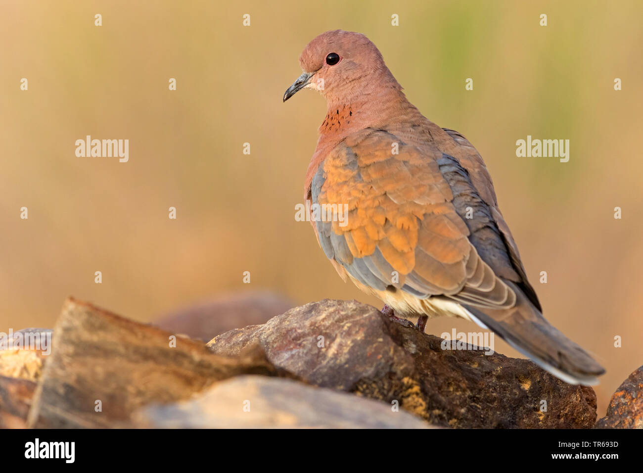 Laughing dove (Streptopelia senegalensis), assis sur une pierre, Israël Banque D'Images