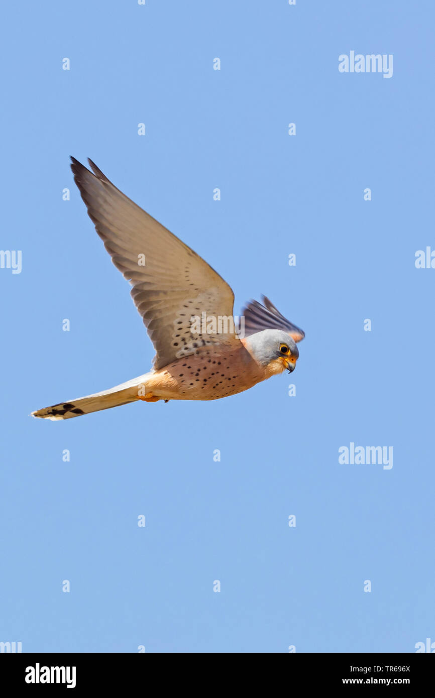 Faucon crécerellette (Falco naumanni), en vol, vue de côté, Israël Banque D'Images