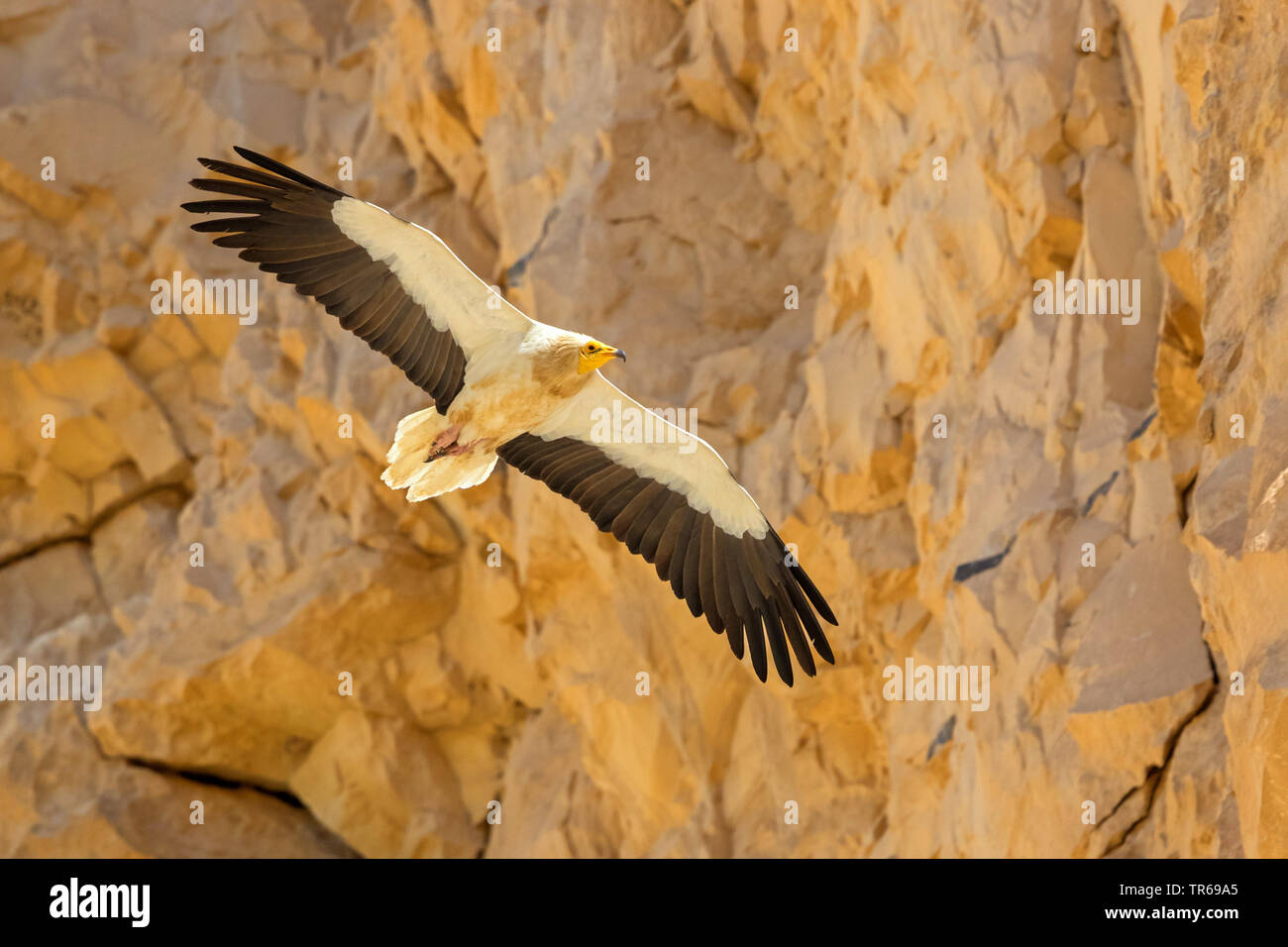 Percnoptère (Neophron percnopterus), en vol et en face d'un mur de roche, Israël Banque D'Images