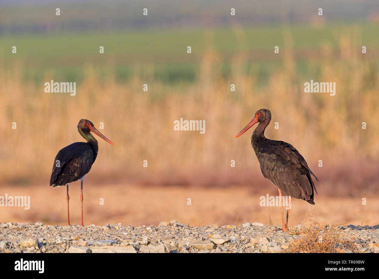 La cigogne noire (Ciconia nigra), sur le terrain, Israël Banque D'Images