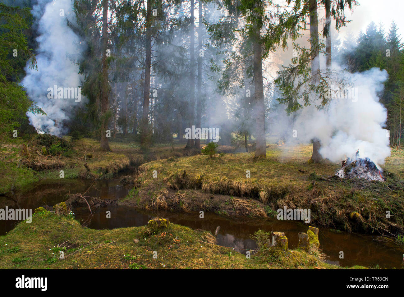 L'épinette de Norvège (Picea abies), feu de forêt, l'Allemagne, Bavière, Oberbayern, Haute-Bavière Banque D'Images