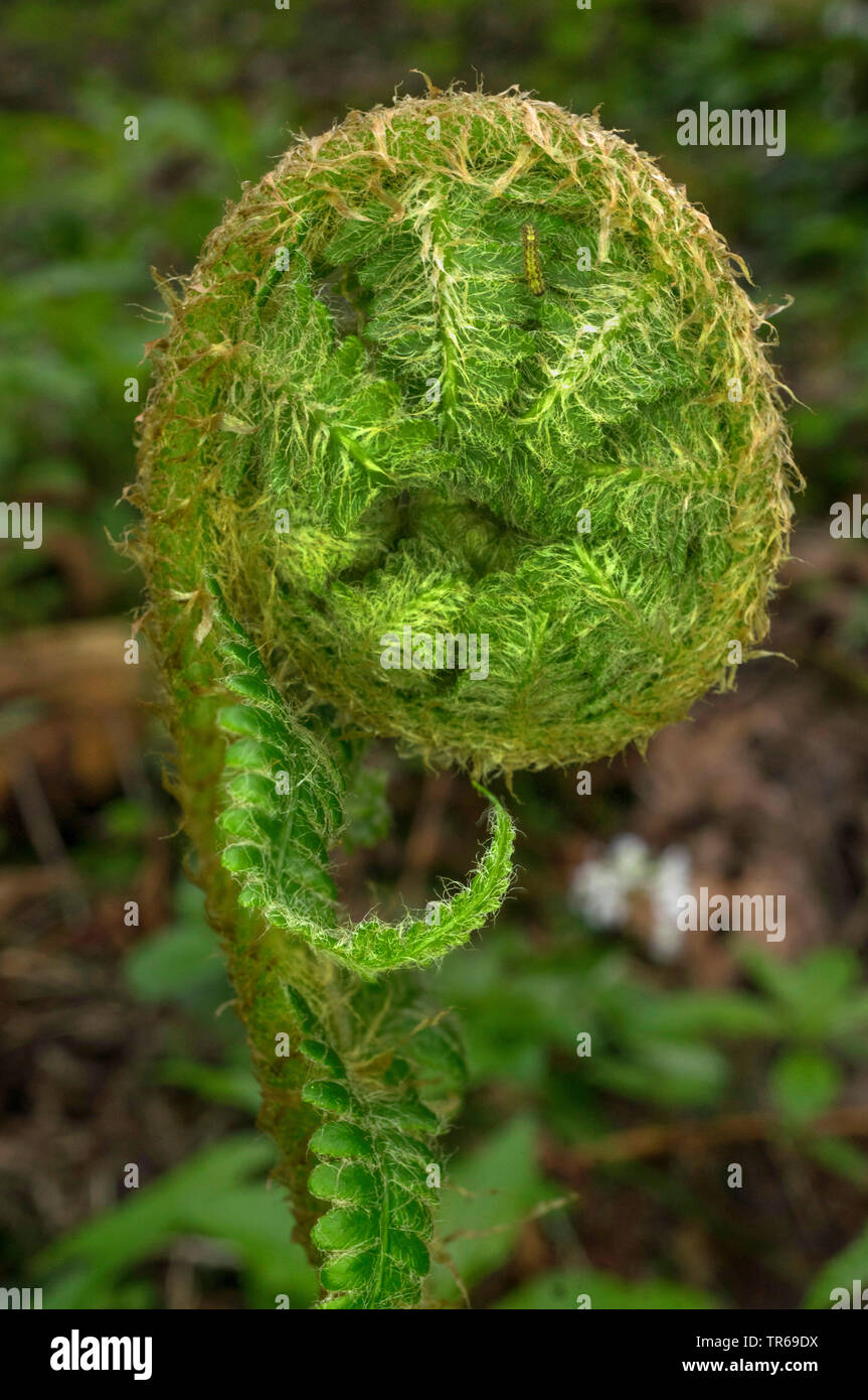 Fougère mâle, un ver (fougère Dryopteris filix-mas), lef le développement dans un forêt de printemps, l'Allemagne, Bavière, Oberbayern, Haute-Bavière Banque D'Images