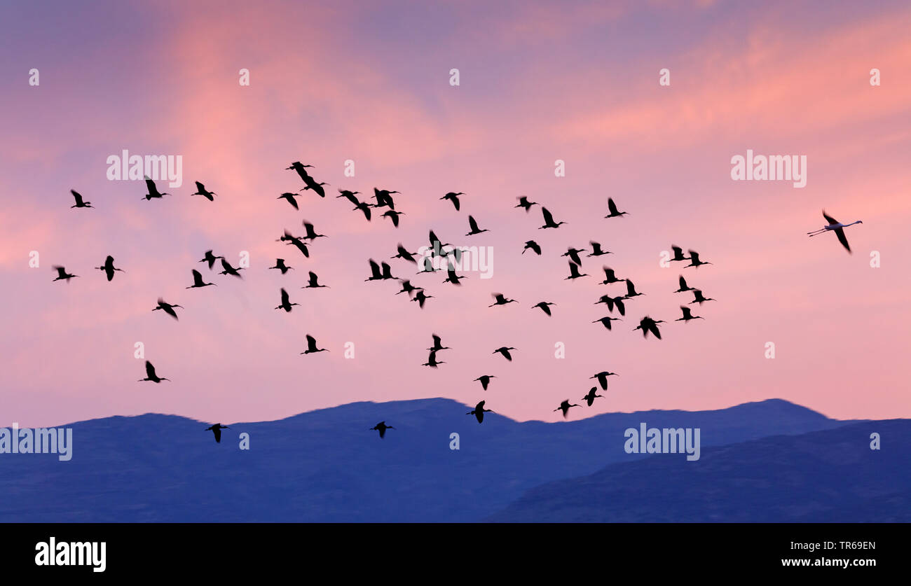 L'ibis falcinelle (Plegadis falcinellus), troupeau au coucher du soleil, la Grèce, Lesbos Banque D'Images
