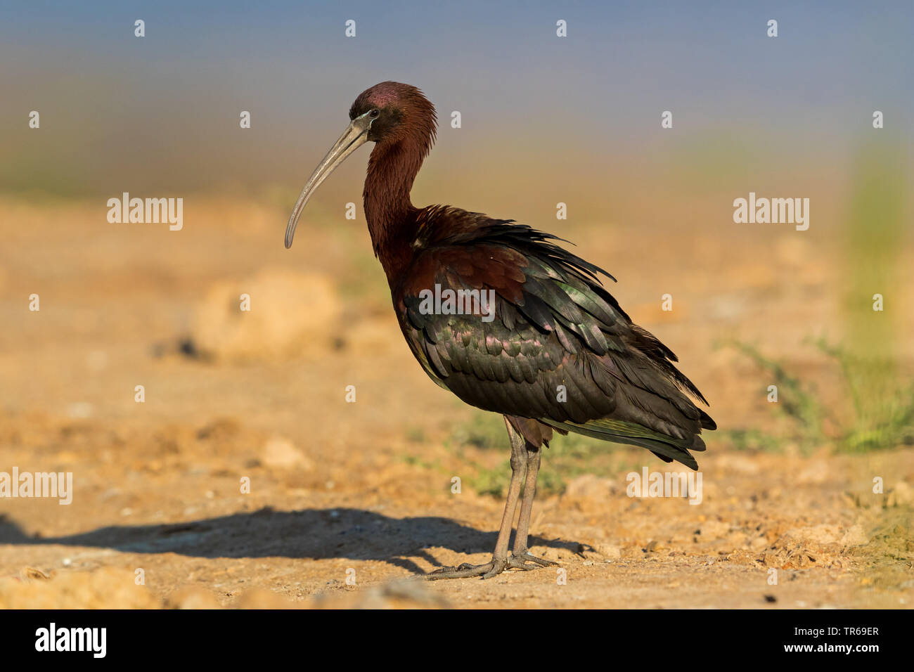 L'ibis falcinelle (Plegadis falcinellus), sur le terrain, Israël Banque D'Images