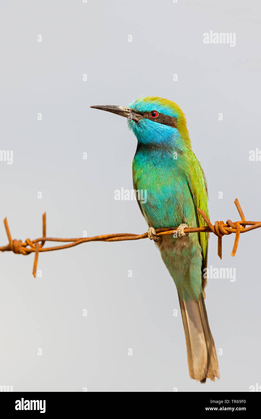 Little Green Bee eater (Merops orientalis), sur un barbwire, Israël Banque D'Images