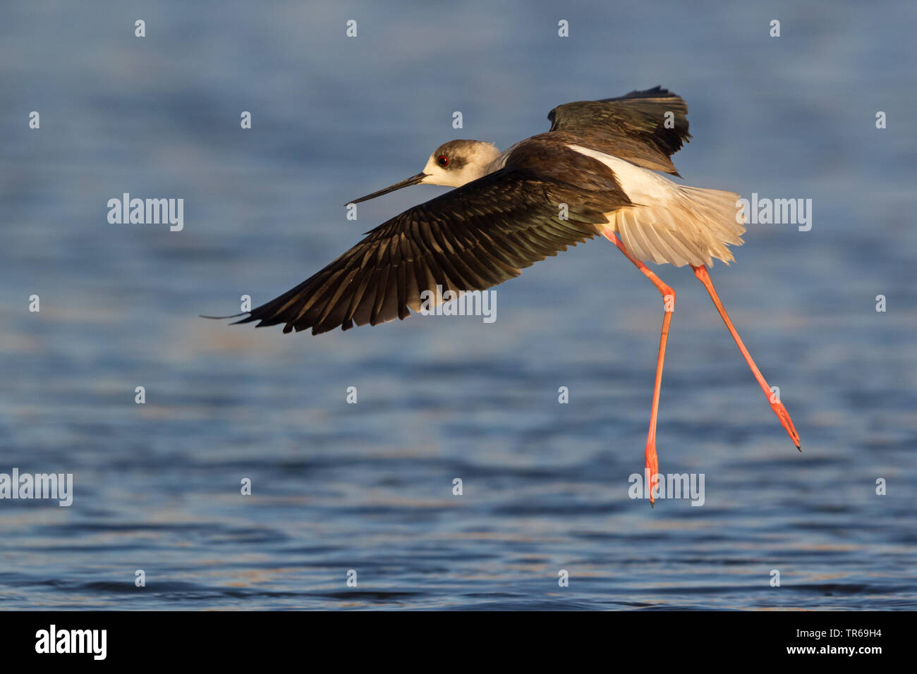 Black-winged Stilt (Himantopus himantopus), l'atterrissage dans l'eau, Israël Banque D'Images