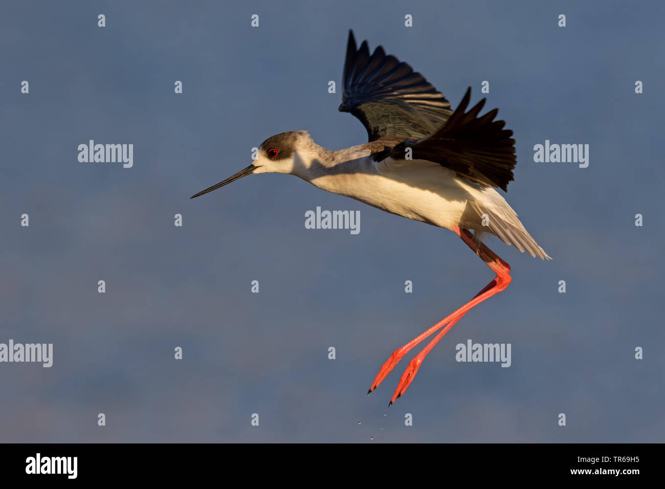 Black-winged Stilt (Himantopus himantopus), l'atterrissage dans l'eau, Israël Banque D'Images