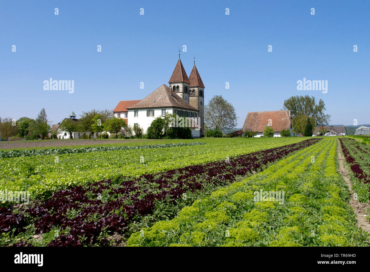 Champ sur l'île de Reichenau, salat, l'Allemagne, Bade-Wurtemberg, Reichenau Banque D'Images